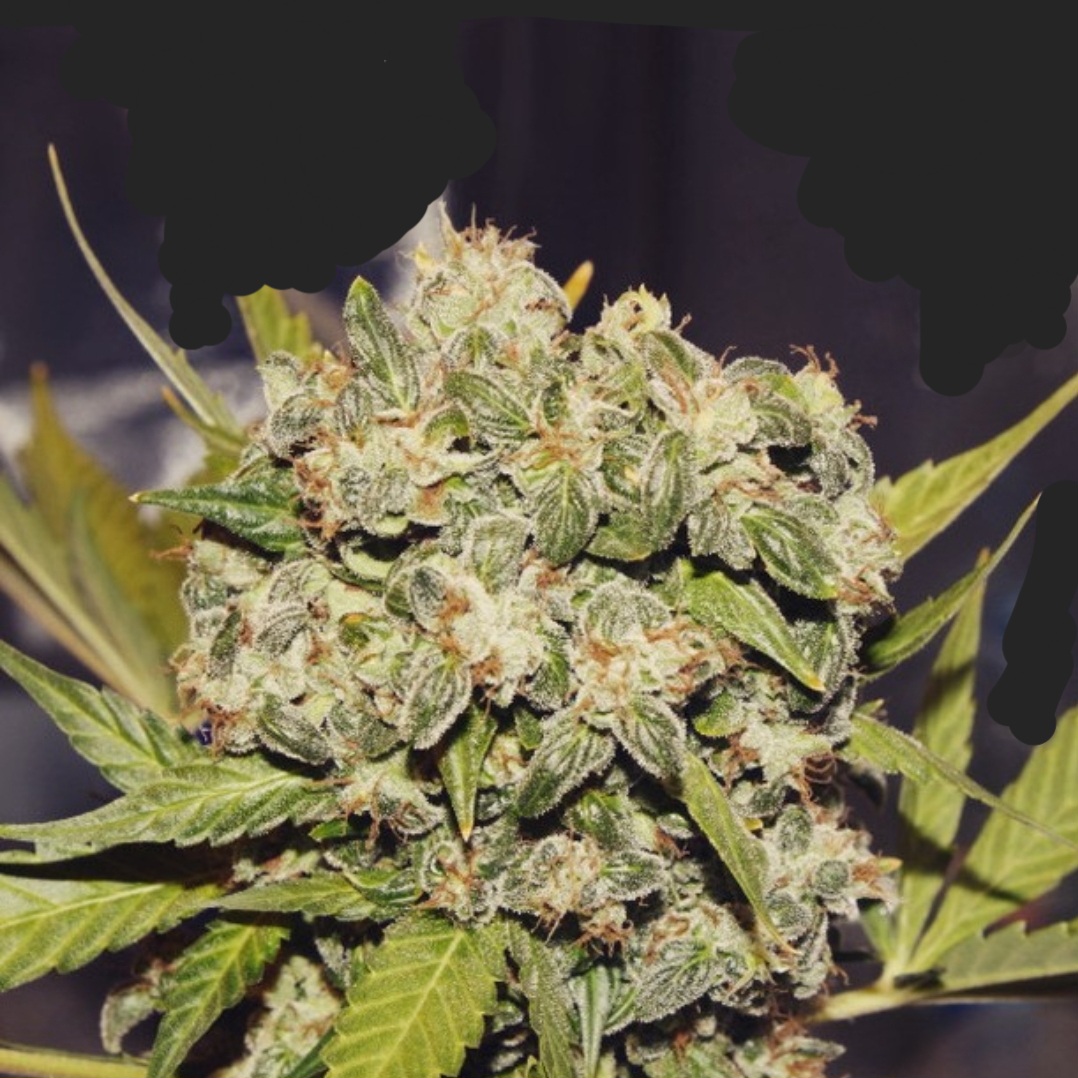 Feminized Orange Bud